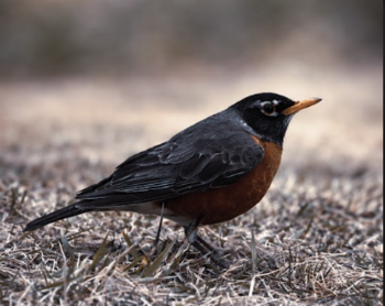 Linked image to Jarel Madison accepted for All State Art